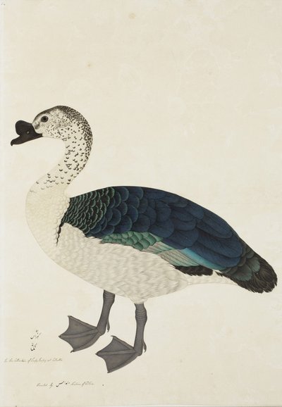 A Comb Drake by Ram Das